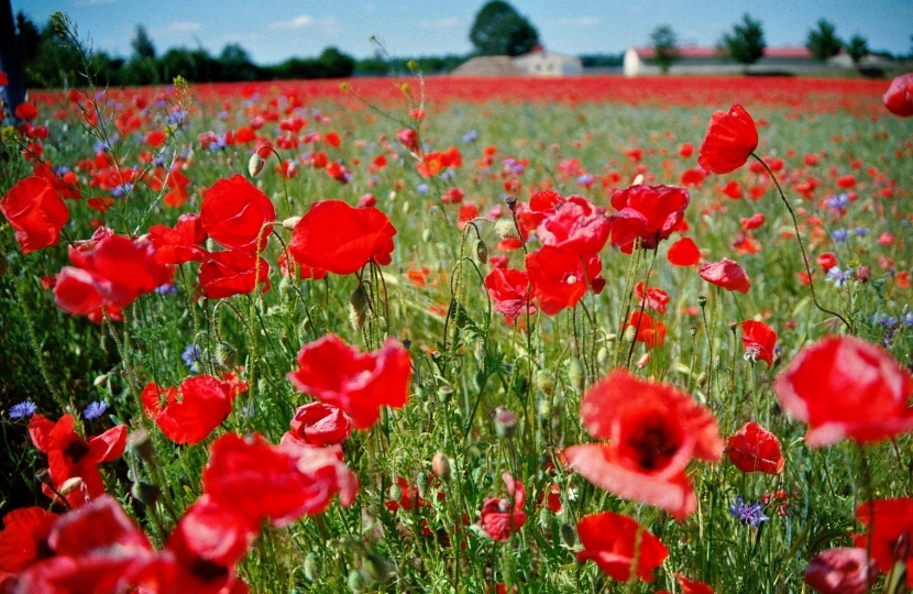 Poppy Field