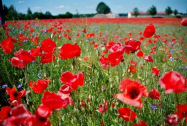 Poppy Field